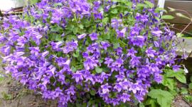 violette Blütenpracht